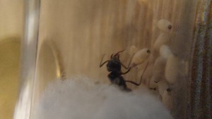 [Blog] Lasius fuliginosus X Lasius brunneus, 20250627_210849.jpg