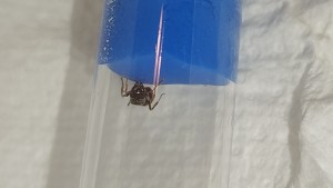 [Chthonolasius sp] 8mm, IMG_20250627_233501.jpg