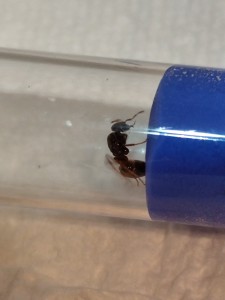 [Chthonolasius sp] 8mm, IMG_20250627_233250.jpg