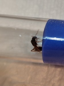 [Chthonolasius sp] 8mm, IMG_20250627_233247.jpg