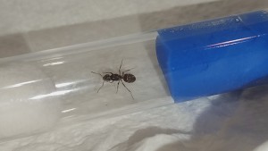 [Chthonolasius sp] 8mm, IMG_20250627_232536.jpg