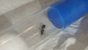 [Chthonolasius sp] 8mm, IMG_20250627_232509.jpg