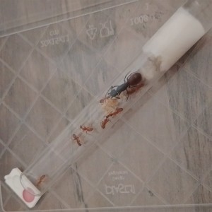 Trophalaxie entre une ouvrières et la reine !, [Blog] Les américaines de Gigi !