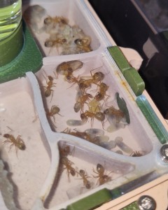 [BLOG] Camponotus sanctus de Bouboulou, IMG_20250629_152455.jpg