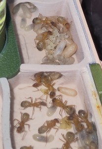 [BLOG] Camponotus sanctus de Bouboulou, IMG_20250629_152518.jpg