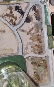 [BLOG] Camponotus sanctus de Bouboulou, IMG_20250629_152553~2.jpg