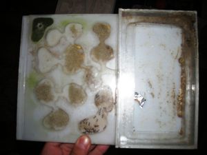 Ancien nid, Vos plus grosses colonies avec photo