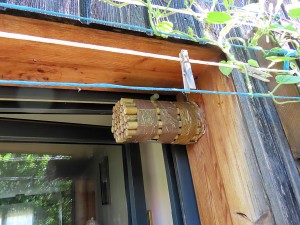 Et voilà la chose en place !, Abeilles et guêpes solitaires