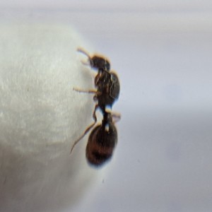 Gyne vue de côté, [Tetramorium sp.] Demande d'identification, petite gyne