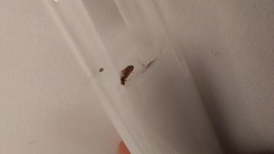 Pheidole pallidula et Solenopsis fugax, 20250701_094609.jpg