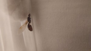 Pheidole pallidula et Solenopsis fugax, 20250630_232351.jpg