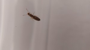 Pheidole pallidula et Solenopsis fugax, 20250701_163212.jpg