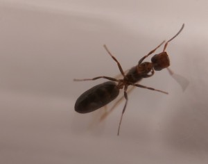 [Colobopsis truncata] Camponotus lateralis ?, 20250701_221832.jpg