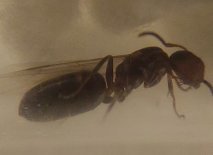 [Colobopsis truncata] Camponotus lateralis ?, 20250702_095605.jpg