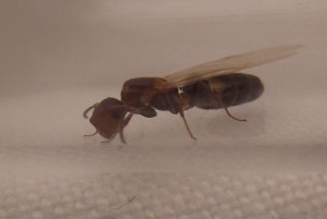 [Colobopsis truncata] Camponotus lateralis ?, 20250702_095850.jpg