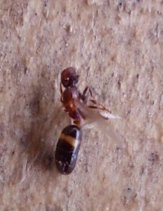 [Colobopsis truncata] Camponotus lateralis ?, 20250702_102257.jpg