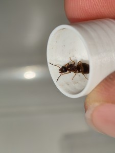 [Lasius sp. noir] Gyne Lasius en balade sur un tronc d'épicéa., IMG_20250702_110419.jpg