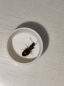 [Lasius sp. noir] Gyne Lasius en balade sur un tronc d'épicéa., IMG_20250702_103951.jpg