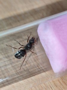 [Blog] Formica fusca de Salem., IMG_20250626_161851.jpg