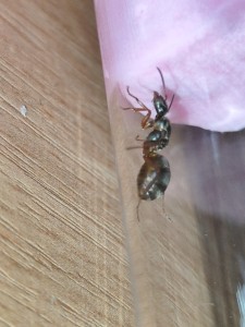 [Blog] Formica fusca de Salem., IMG_20250626_162151.jpg