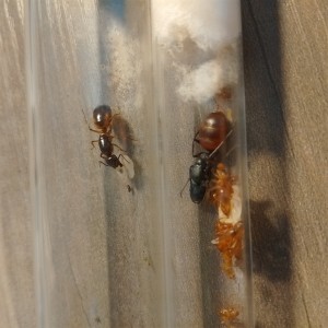 Jolie couleur !, [Blog] Les américaines de Gigi !