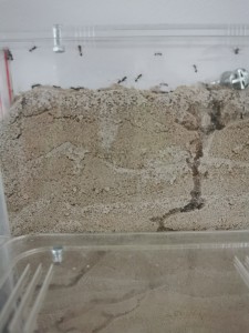 [Blog] Messor barbarus de Marie Aromat, IMG_20250706_094230.jpg