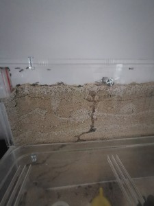 [Blog] Messor barbarus de Marie Aromat, IMG_20250706_094241.jpg