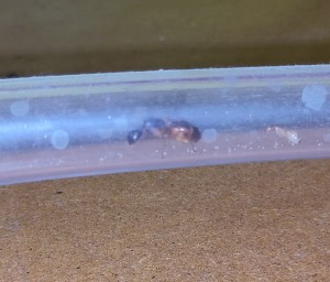 Je ne l'ai eue qu'au retour !, [BLOG] Camponotus sanctus de Bouboulou