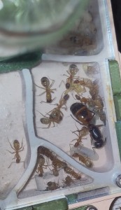[BLOG] Camponotus sanctus de Bouboulou, IMG_20250704_145919.jpg