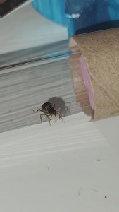 [Blog] Formica fusca de Salem., IMG_20250706_211937.jpg