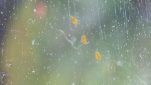 Truc mystère 1, Saletés, béstioles ou acariens