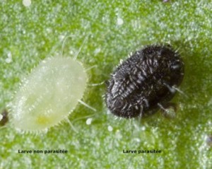 Saletés, béstioles ou acariens, encarsia-formosa.jpg