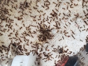 Hop, un moustique en moins, [Blog] Pheidole pallidula de Phasman