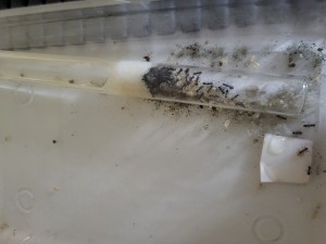 Formica sp noire, Suivi de mes colonies