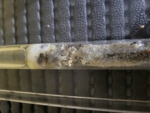 Lasius emarginatus, Suivi de mes colonies