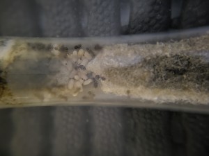 Petit couvain et quelques belles physogastries !, Suivi de mes colonies