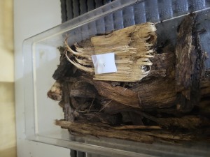 Bac des Temnothorax, Suivi de mes colonies