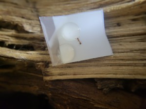 Petite ouvrière en train de se nourrir, Suivi de mes colonies