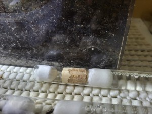 Le tube où fonde (j'espère) la Temnothorax sp noire, Suivi de mes colonies