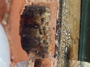 [Blog] Meranoplus bicolor de Lorette, IMG_0186.jpeg