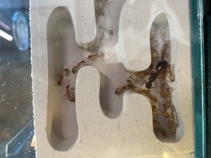 [Blog] Les Camponotus sanctus de Lorette, IMG_0173.jpeg