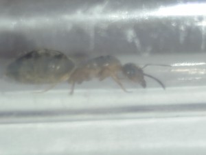 [Lasius emarginatus] Demande d'identification de deux gynes, 1000122584.jpg