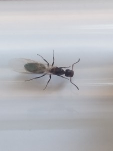 [Colobopsis truncata] Demande d'identification, une Colobopsis truncata ?, 1000122647.jpg