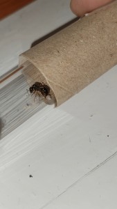 [Blog] Formica fusca de Salem., VID_20250713_020610_exported_13872.jpg