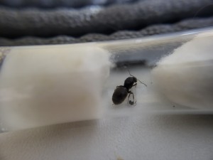 La reine Lasius sp noire, Suivi de mes colonies