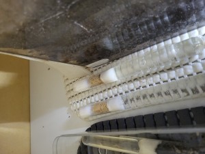 Temnothorax unifasciatus à gauche, Colobopsis truncata à droite, Suivi de mes colonies