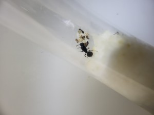 Suivi de mes colonies, 20250715_172128.jpg