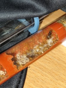 [Q/R] de la petite aventure des Lasius favus de Salem, IMG_20250717_065255.jpg