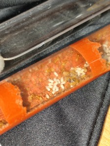 [Q/R] de la petite aventure des Lasius favus de Salem, IMG_20250717_065305.jpg