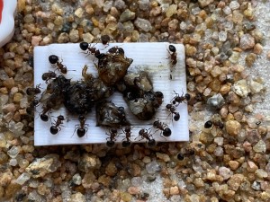 [Blog] Meranoplus bicolor de Lorette, IMG_0312.jpeg